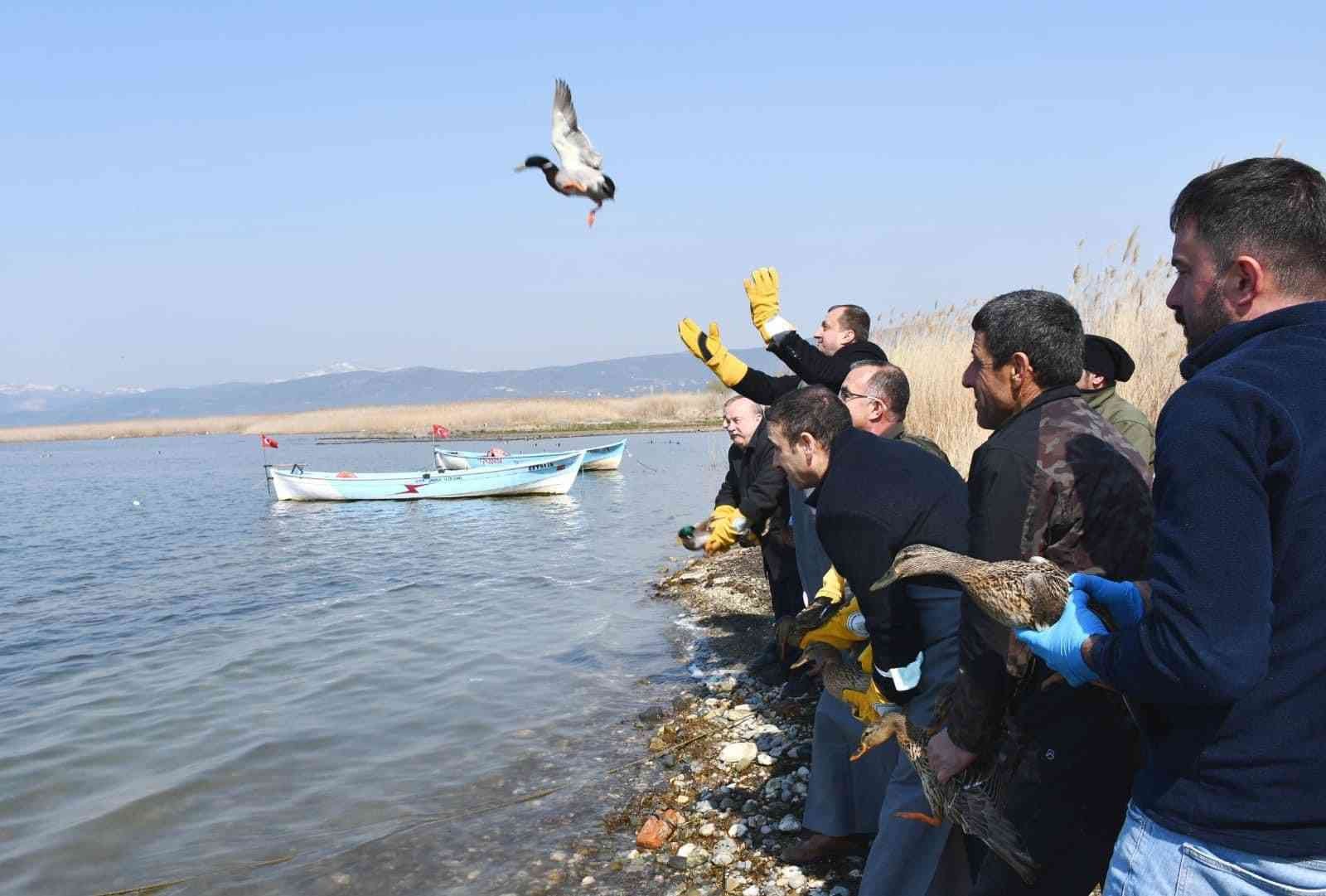 Bursa’nın İznik ilçesinde kaçak avcılardan kurtarılan 56 ördek tedavilerinin ardından özgürlüğüne kavuşturuldu. Jandarma; İznik Çakırca Köyünde ...