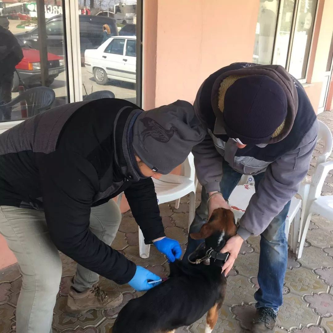 "2022 Yılı Hayvan Hastalıkları ile Mücadele Programı" kapsamında merkez ve köylerde bulunan kedi ve köpekler Kırklareli İl Tarım ve Orman ...