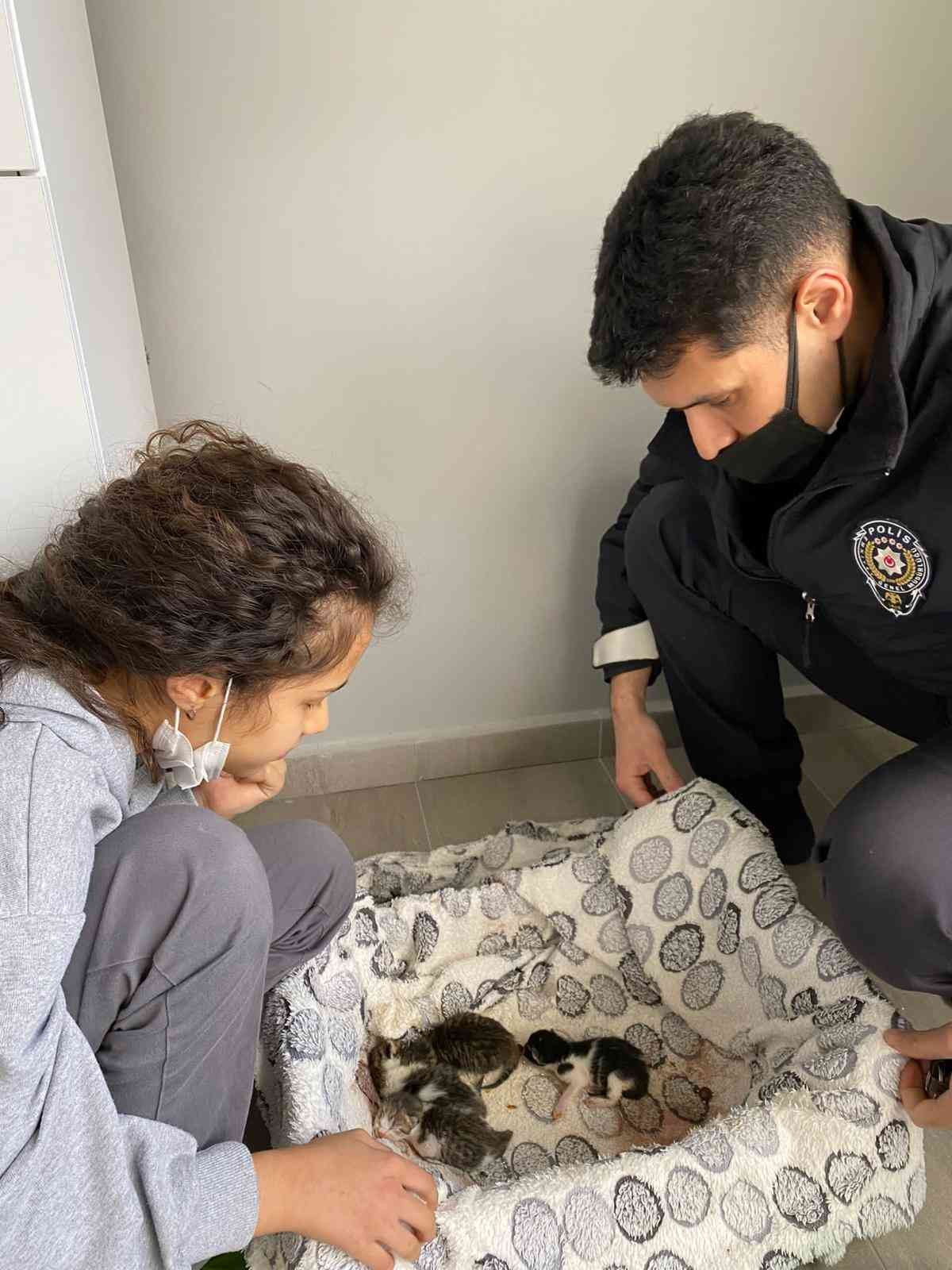 Sakarya’nın Hendek ilçesinde 5. sınıfa giden kız çocuğu, doğum yapmakta zorlanan kediye polis memuru babasıyla yardım etti. Veteriner ...