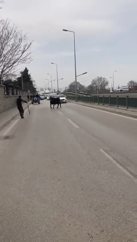 Bursa’da sahibinin elinden kaçan ve araçlar tarafından kıstırıldığında vatandaşın sopa ile yere vurmasına sinirlenen kızgın boğa, onlarca ...