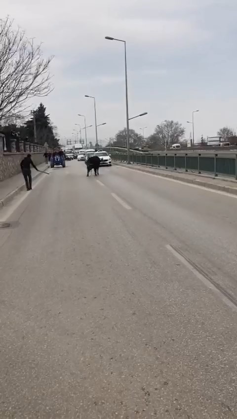 Bursa’da sahibinin elinden kaçan ve araçlar tarafından kıstırıldığında vatandaşın sopa ile yere vurmasına sinirlenen kızgın boğa, onlarca ...