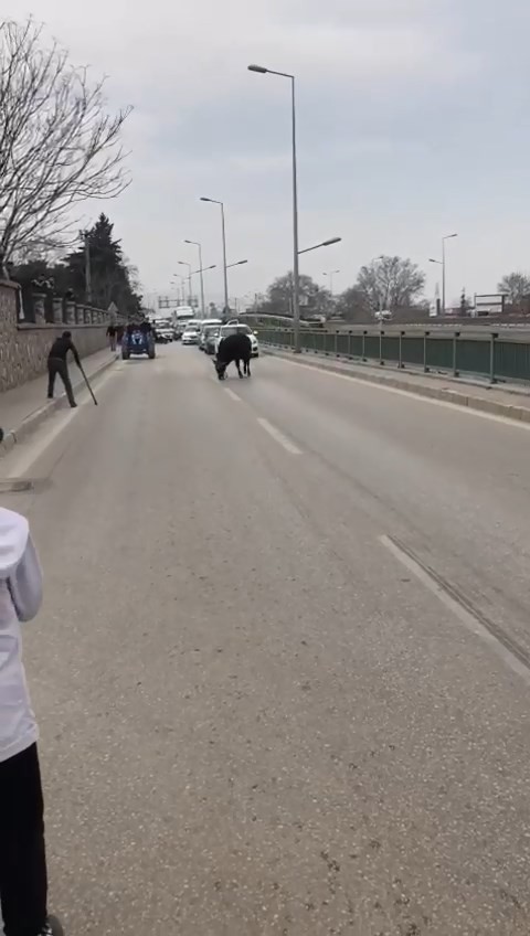 Bursa’da sahibinin elinden kaçan ve araçlar tarafından kıstırıldığında vatandaşın sopa ile yere vurmasına sinirlenen kızgın boğa, onlarca ...