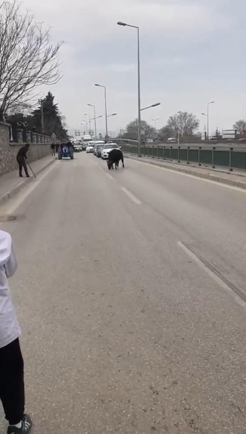 Bursa’da sahibinin elinden kaçan ve araçlar tarafından kıstırıldığında vatandaşın sopa ile yere vurmasına sinirlenen kızgın boğa, onlarca ...