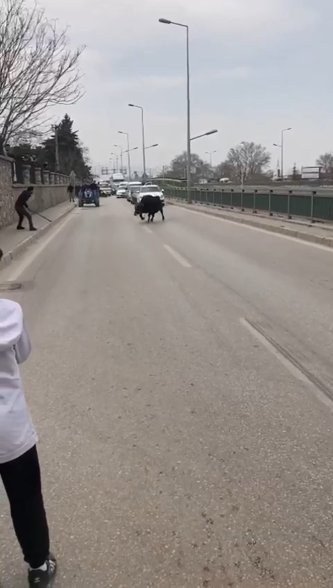 Bursa’da sahibinin elinden kaçan ve araçlar tarafından kıstırıldığında vatandaşın sopa ile yere vurmasına sinirlenen kızgın boğa, onlarca ...