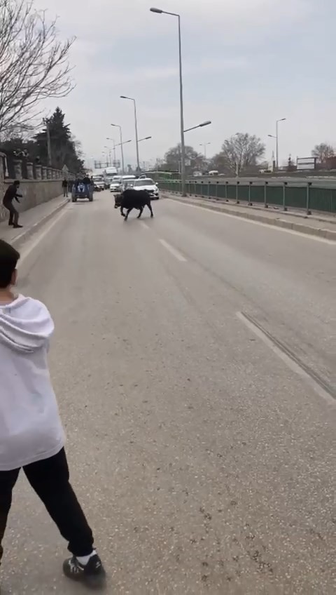 Bursa’da sahibinin elinden kaçan ve araçlar tarafından kıstırıldığında vatandaşın sopa ile yere vurmasına sinirlenen kızgın boğa, onlarca ...