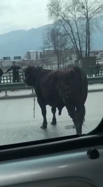 Bursa’da sahibinin elinden kaçan ve araçlar tarafından kıstırıldığında vatandaşın sopa ile yere vurmasına sinirlenen kızgın boğa, onlarca ...