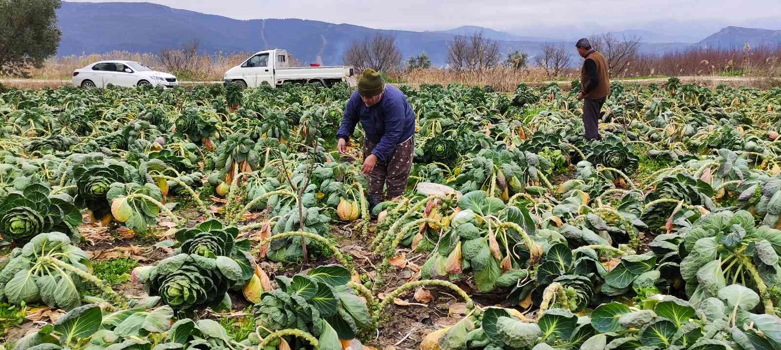 Bursa’da üreticiler Brüksel lahanası hasadına devam ediyor. Fiyatı tarlada 7 liradan satılan kış sebzesi üreticinin yüzünü güldürdü. Bursa’nın ...