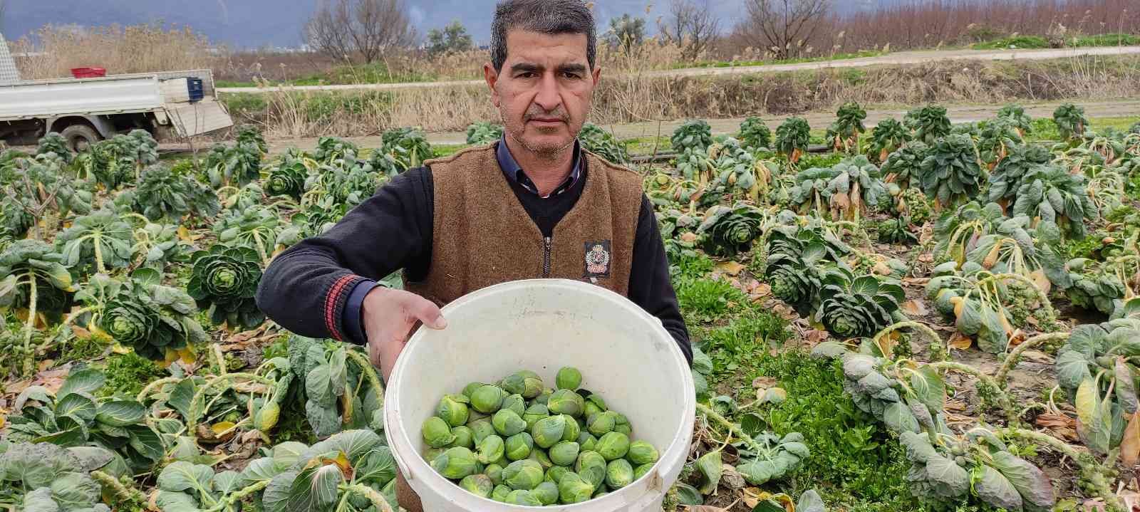 Bursa’da üreticiler Brüksel lahanası hasadına devam ediyor. Fiyatı tarlada 7 liradan satılan kış sebzesi üreticinin yüzünü güldürdü. Bursa’nın ...