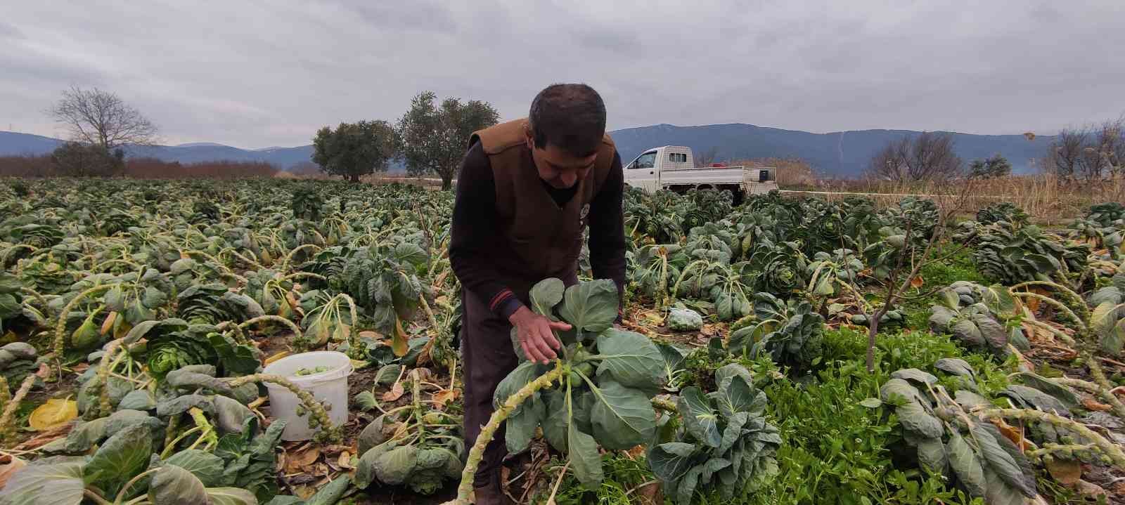 Bursa’da üreticiler Brüksel lahanası hasadına devam ediyor. Fiyatı tarlada 7 liradan satılan kış sebzesi üreticinin yüzünü güldürdü. Bursa’nın ...