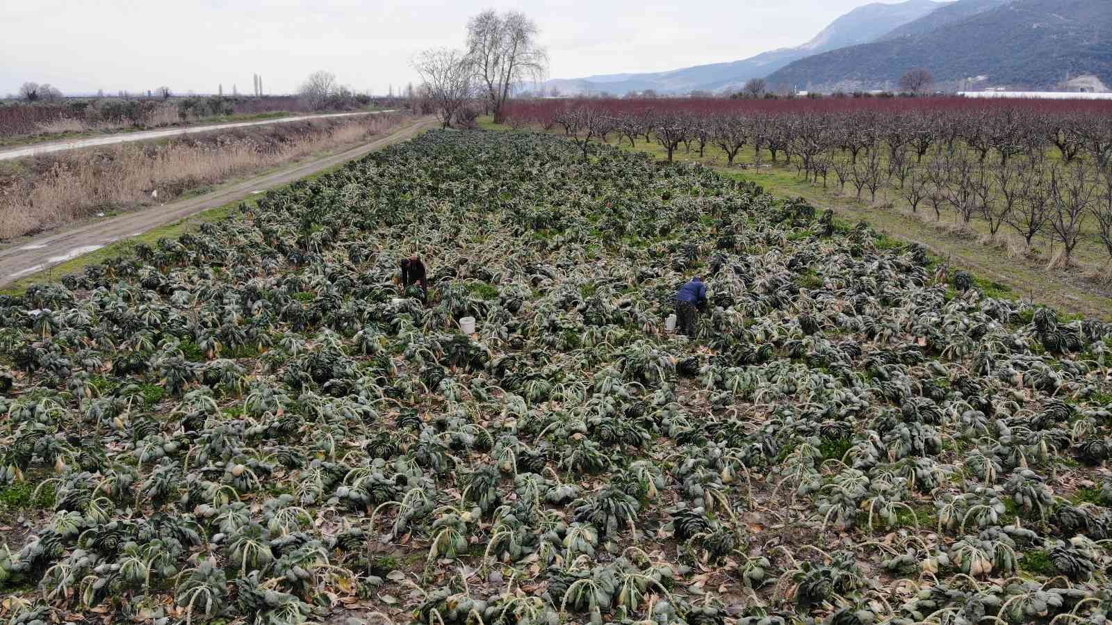 Bursa’da üreticiler Brüksel lahanası hasadına devam ediyor. Fiyatı tarlada 7 liradan satılan kış sebzesi üreticinin yüzünü güldürdü. Bursa’nın ...