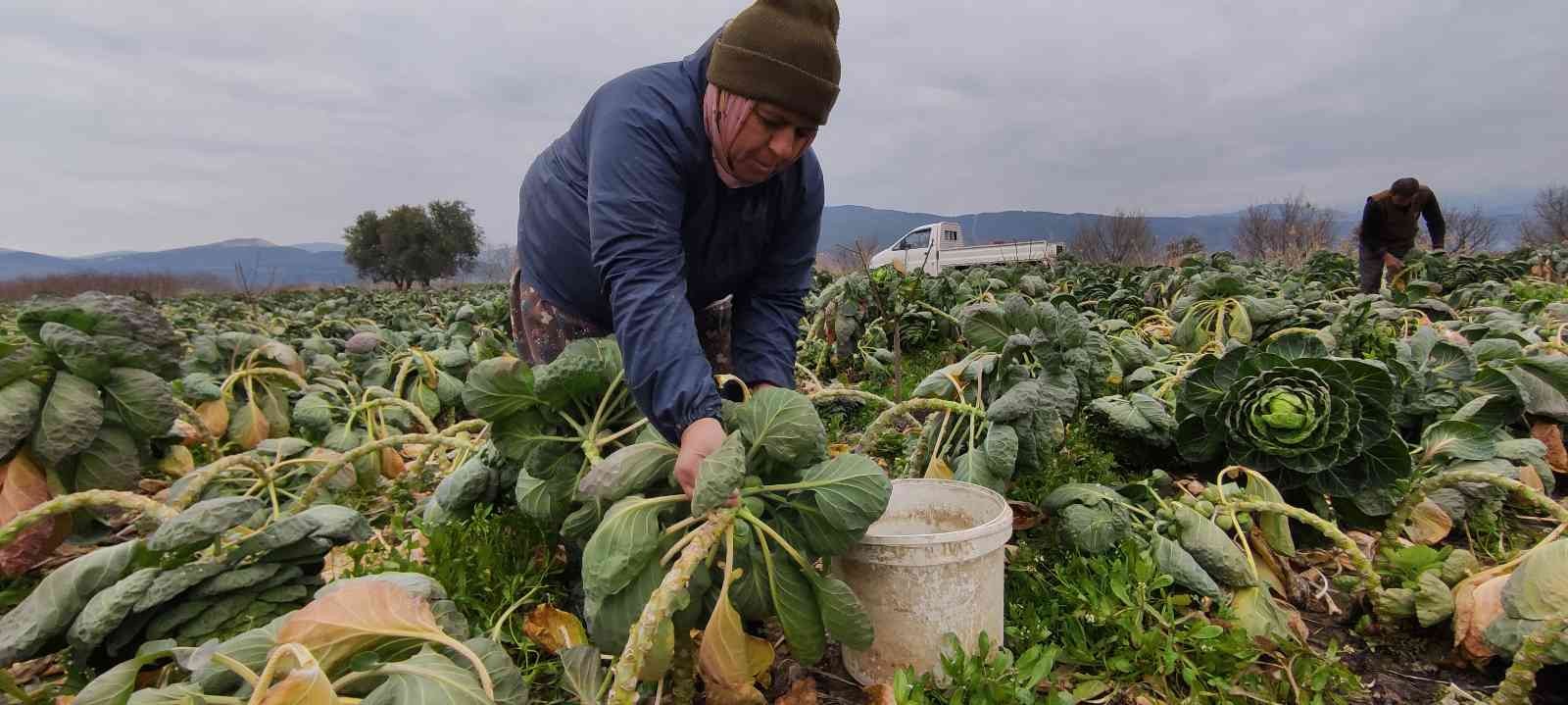 Bursa’da üreticiler Brüksel lahanası hasadına devam ediyor. Fiyatı tarlada 7 liradan satılan kış sebzesi üreticinin yüzünü güldürdü. Bursa’nın ...