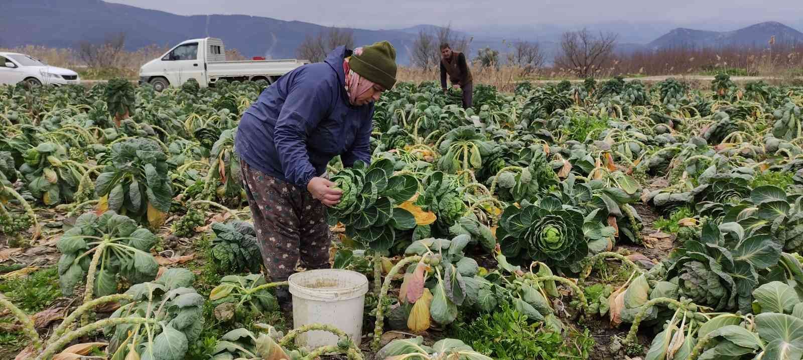 Bursa’da üreticiler Brüksel lahanası hasadına devam ediyor. Fiyatı tarlada 7 liradan satılan kış sebzesi üreticinin yüzünü güldürdü. Bursa’nın ...