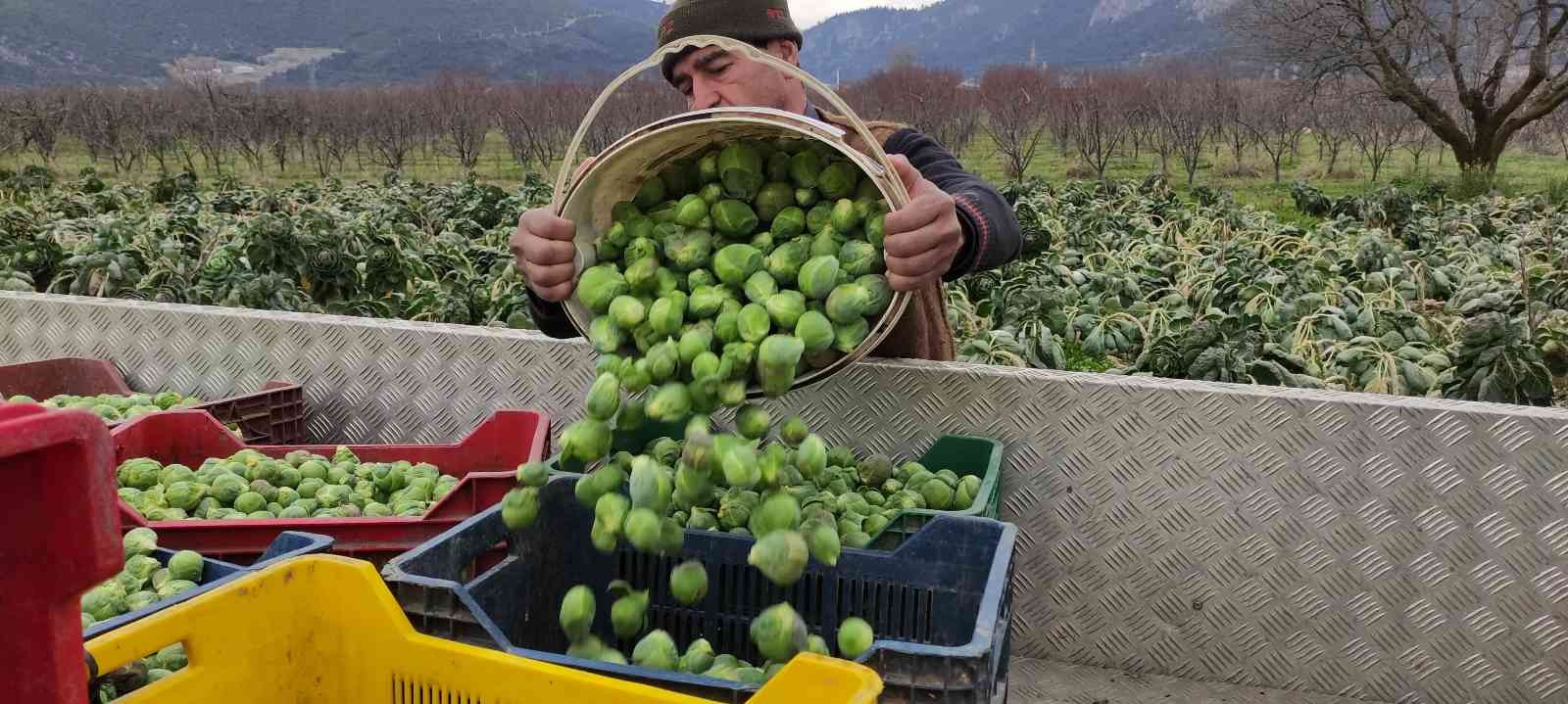 Bursa’da üreticiler Brüksel lahanası hasadına devam ediyor. Fiyatı tarlada 7 liradan satılan kış sebzesi üreticinin yüzünü güldürdü. Bursa’nın ...