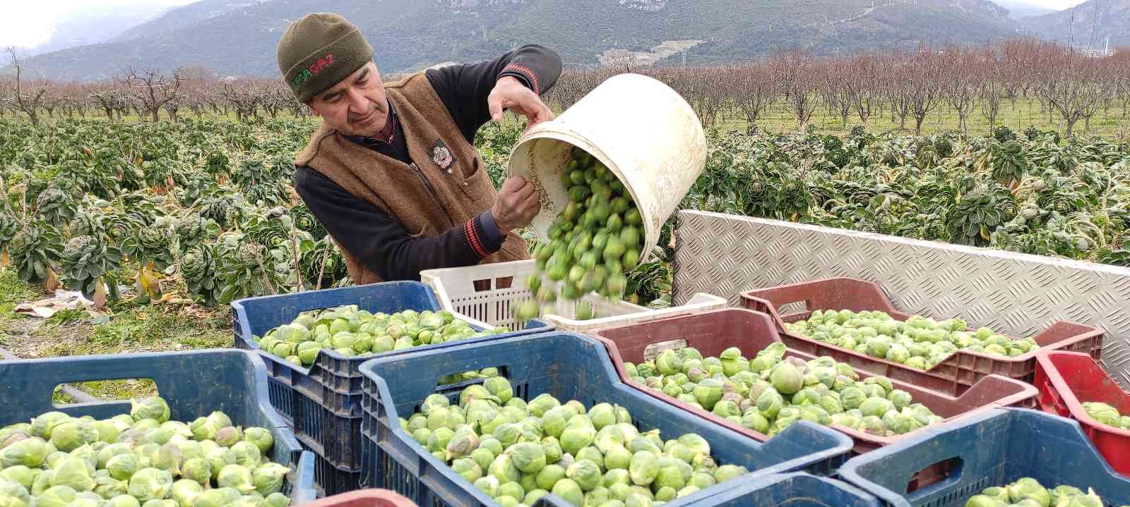 Bursa’da üreticiler Brüksel lahanası hasadına devam ediyor. Fiyatı tarlada 7 liradan satılan kış sebzesi üreticinin yüzünü güldürdü. Bursa’nın ...