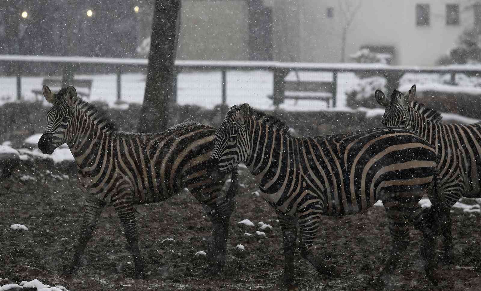 Bursa Hayvanat Bahçesi’nde soğuğu seven hayvanlar mart ayında yağan karın keyfini çıkarıyor. Kar yağışına aldırış etmeden görevliler tarafından ...