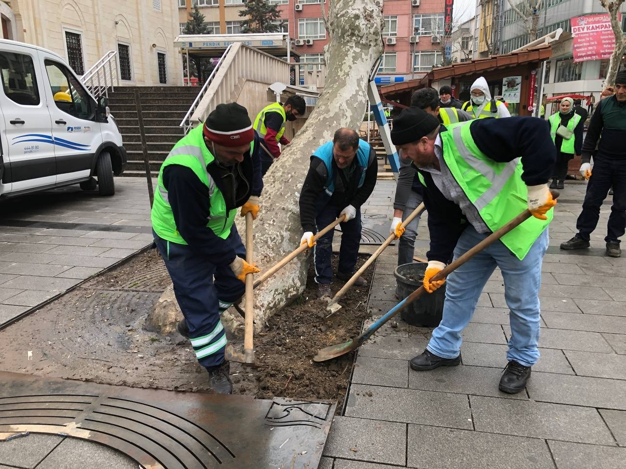 Pendik Belediyesi ekipleri, yarım asırlık çınar ağaçlarının bakımlarına bu yıl yeniden başladı. Belediye ekipleri, yaklaşık 242 ağacın çürük ...