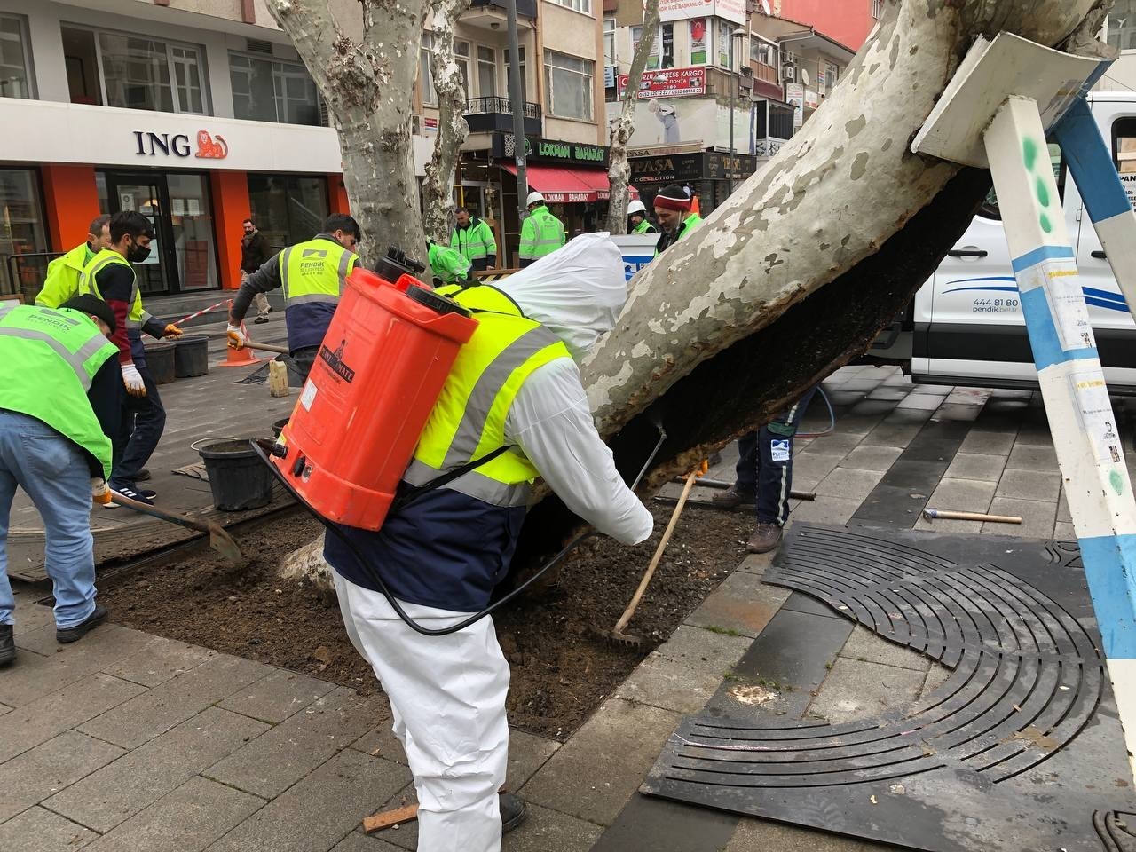 Pendik Belediyesi ekipleri, yarım asırlık çınar ağaçlarının bakımlarına bu yıl yeniden başladı. Belediye ekipleri, yaklaşık 242 ağacın çürük ...