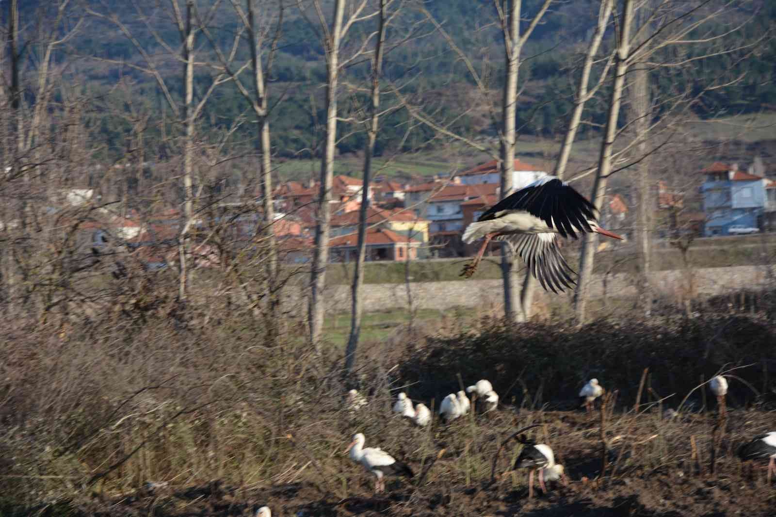 Balıkesir’in Sındırgı ilçesinde, leylekler Sındırgı Belediyesi tarafından takip ediliyor. Sındırgı Kocakonak Mahallesi panayır yerinde Sındırgı ...