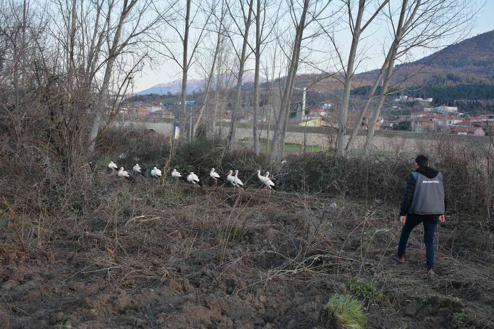 Balıkesir’in Sındırgı ilçesinde, leylekler Sındırgı Belediyesi tarafından takip ediliyor. Sındırgı Kocakonak Mahallesi panayır yerinde Sındırgı ...