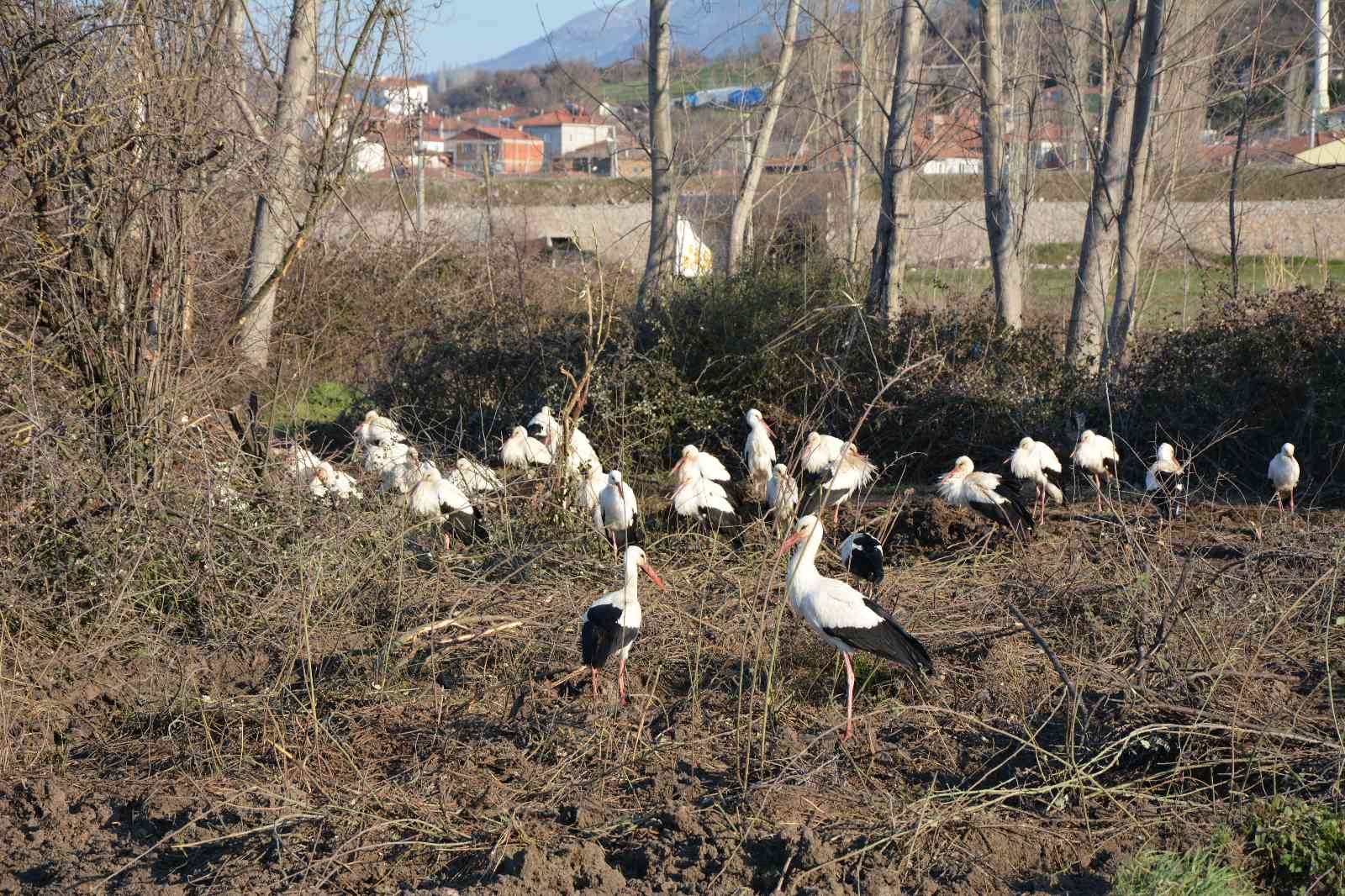 Balıkesir’in Sındırgı ilçesinde, leylekler Sındırgı Belediyesi tarafından takip ediliyor. Sındırgı Kocakonak Mahallesi panayır yerinde Sındırgı ...