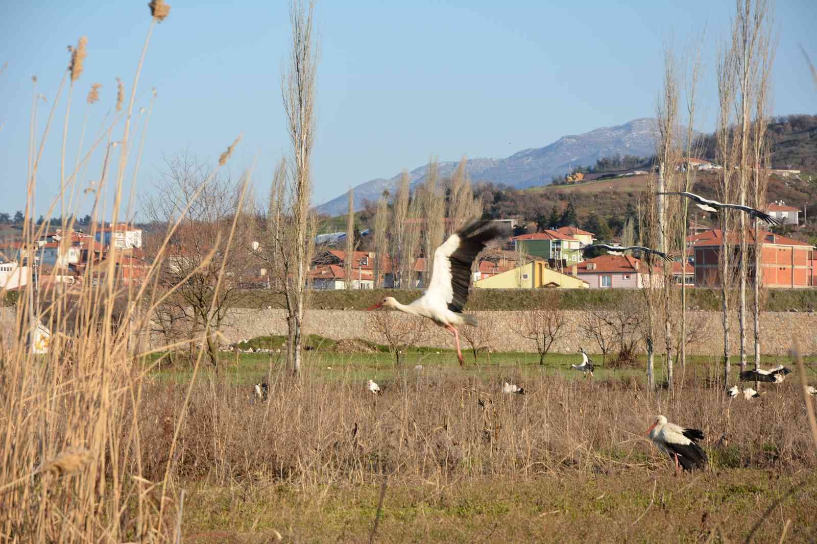 Balıkesir’in Sındırgı ilçesinde, leylekler Sındırgı Belediyesi tarafından takip ediliyor. Sındırgı Kocakonak Mahallesi panayır yerinde Sındırgı ...