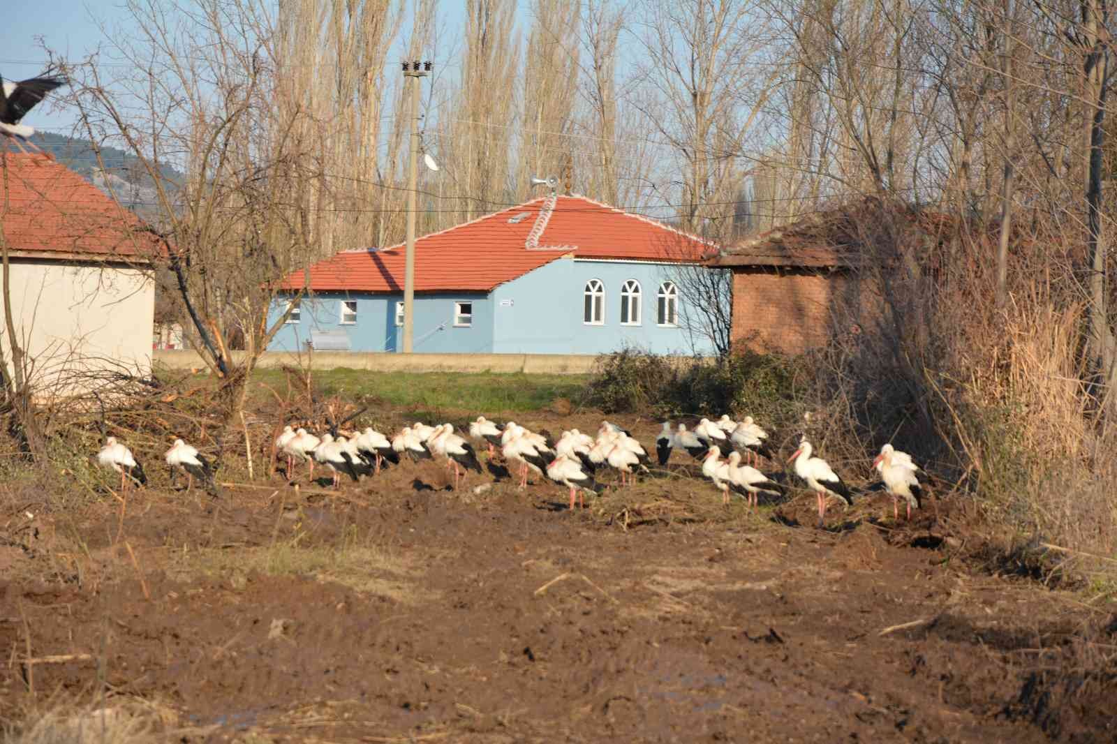 Balıkesir’in Sındırgı ilçesinde, leylekler Sındırgı Belediyesi tarafından takip ediliyor. Sındırgı Kocakonak Mahallesi panayır yerinde Sındırgı ...