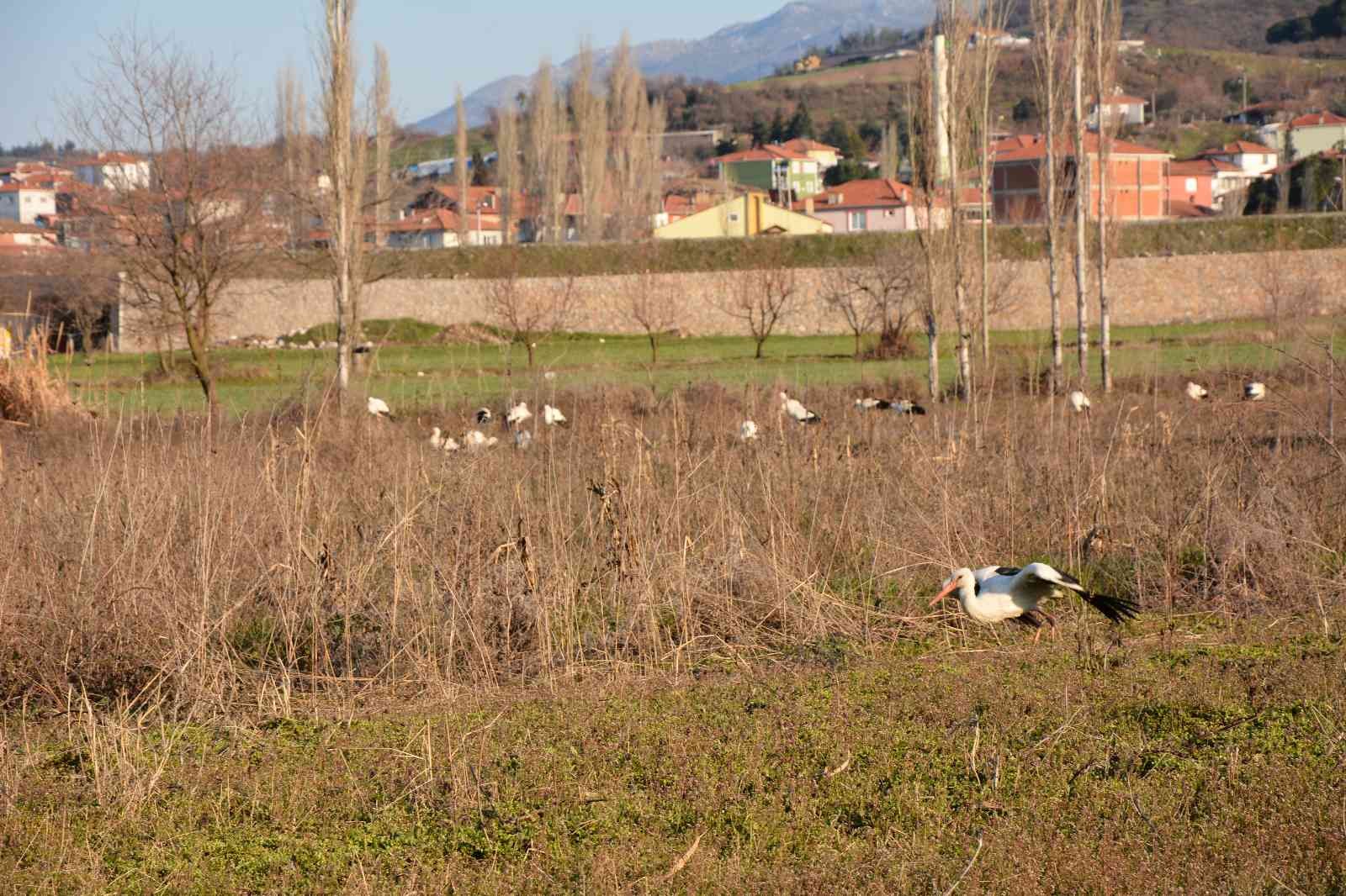 Balıkesir’in Sındırgı ilçesinde, leylekler Sındırgı Belediyesi tarafından takip ediliyor. Sındırgı Kocakonak Mahallesi panayır yerinde Sındırgı ...