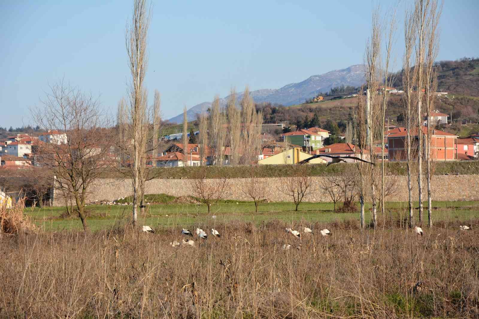 Balıkesir’in Sındırgı ilçesinde, leylekler Sındırgı Belediyesi tarafından takip ediliyor. Sındırgı Kocakonak Mahallesi panayır yerinde Sındırgı ...