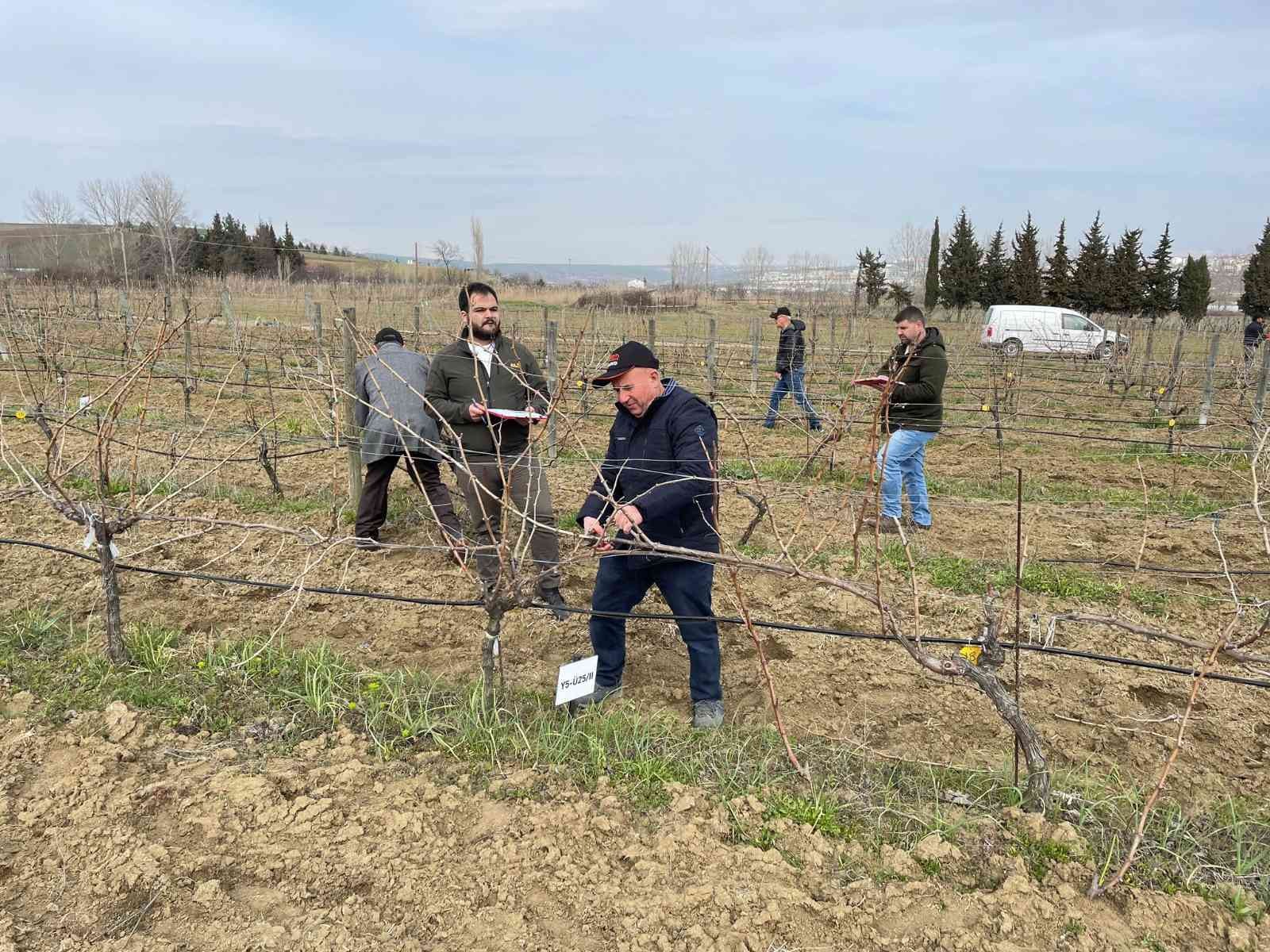 Tekirdağ Bağcılık Araştırma Enstitüsü Müdürlüğünde, “Tekirdağ 1. Altın Makas Bağ Budama Yarışması” gerçekleştirildi. Tekirdağ İl Tarım ve Orman ...