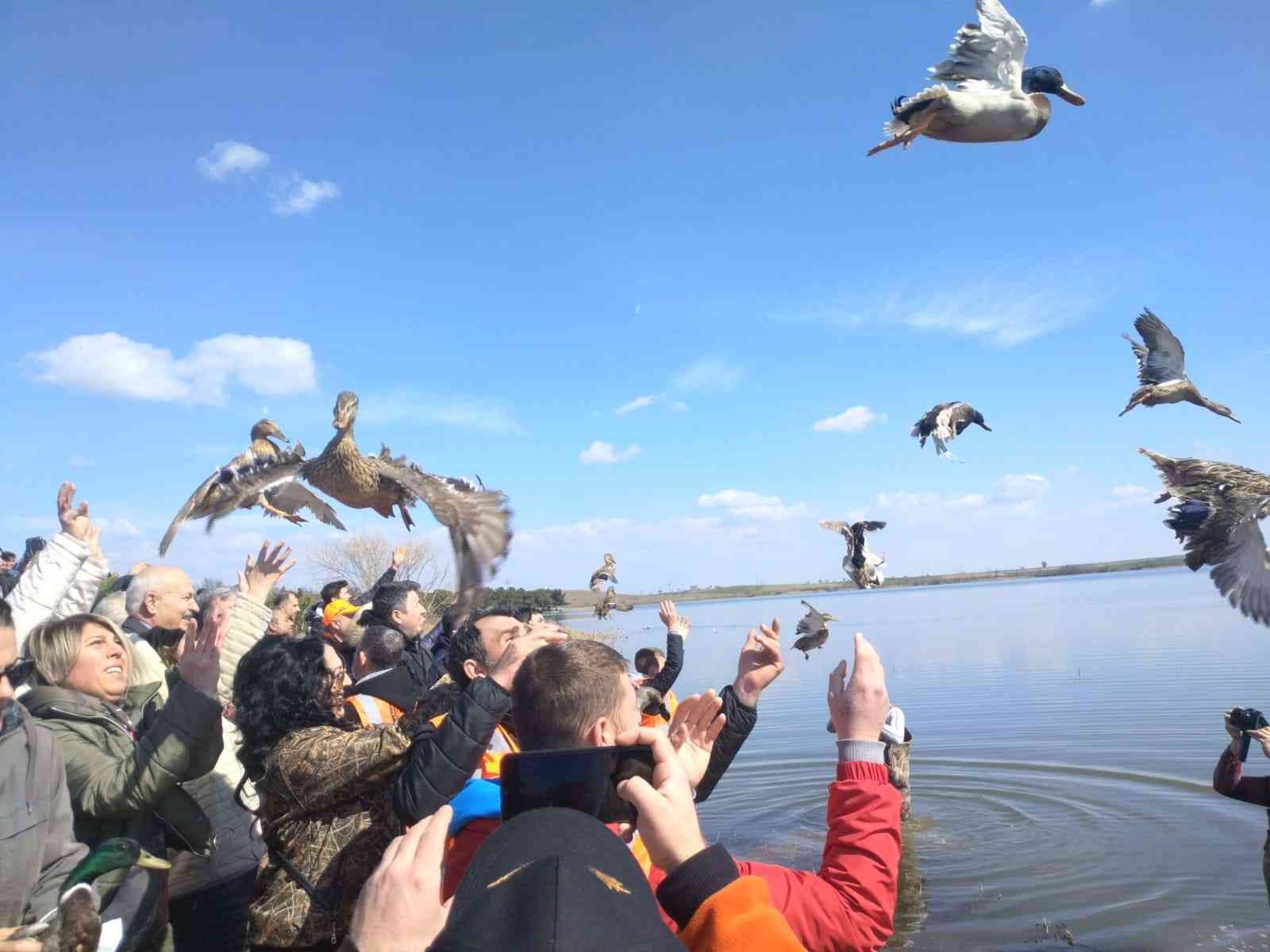 Tekirdağ’ın Hayraboolu ilçesinde bin adet yaban ördek gölete salındı. Tekirdağ’ın Hayrabolu ilçesinde doğanın korunması ve kollanması yaban ...