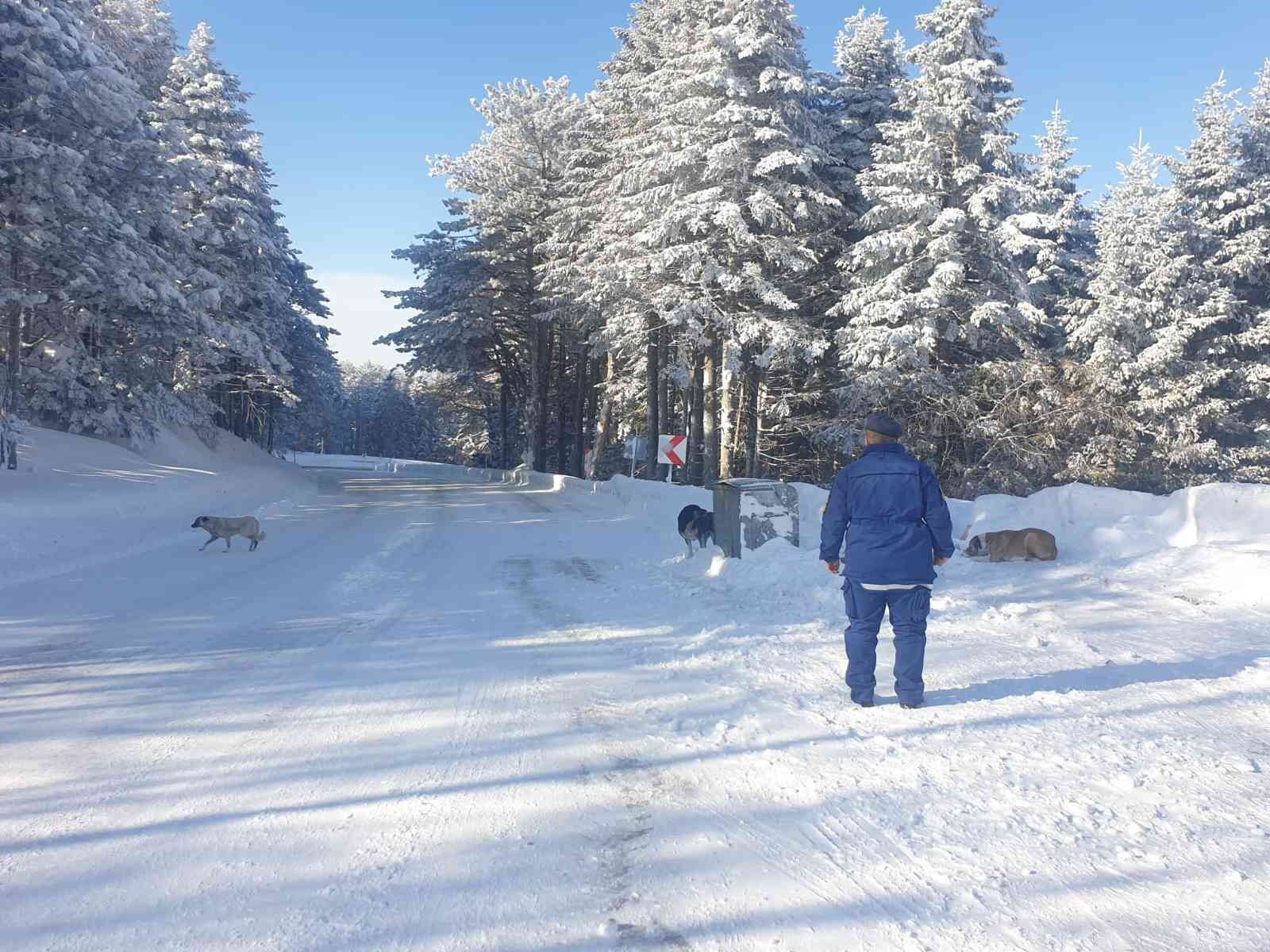 Jandarma ekipleri, kar kalınlığının 2 metreyi aştığı kış turizminin önemli merkezlerinden Uludağ’da aç kalan köpekleri elleriyle besledi. Uludağ ...