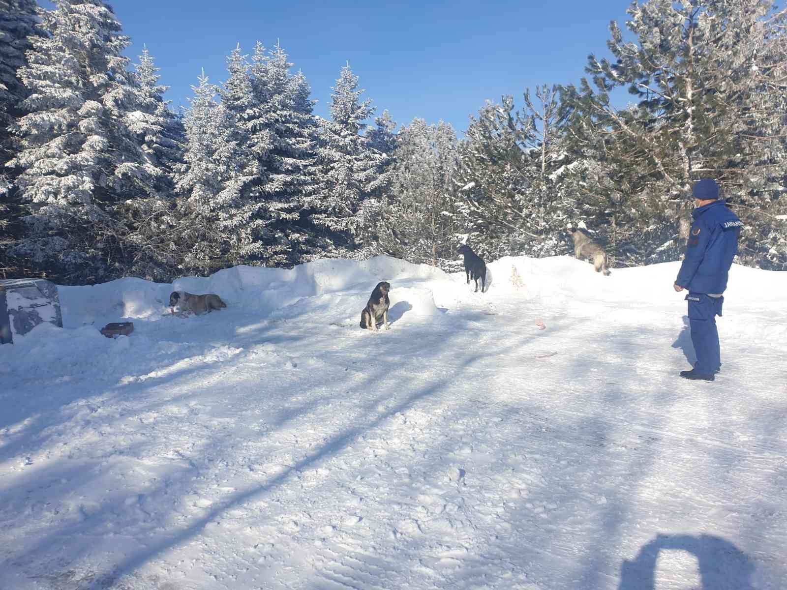 Jandarma ekipleri, kar kalınlığının 2 metreyi aştığı kış turizminin önemli merkezlerinden Uludağ’da aç kalan köpekleri elleriyle besledi. Uludağ ...