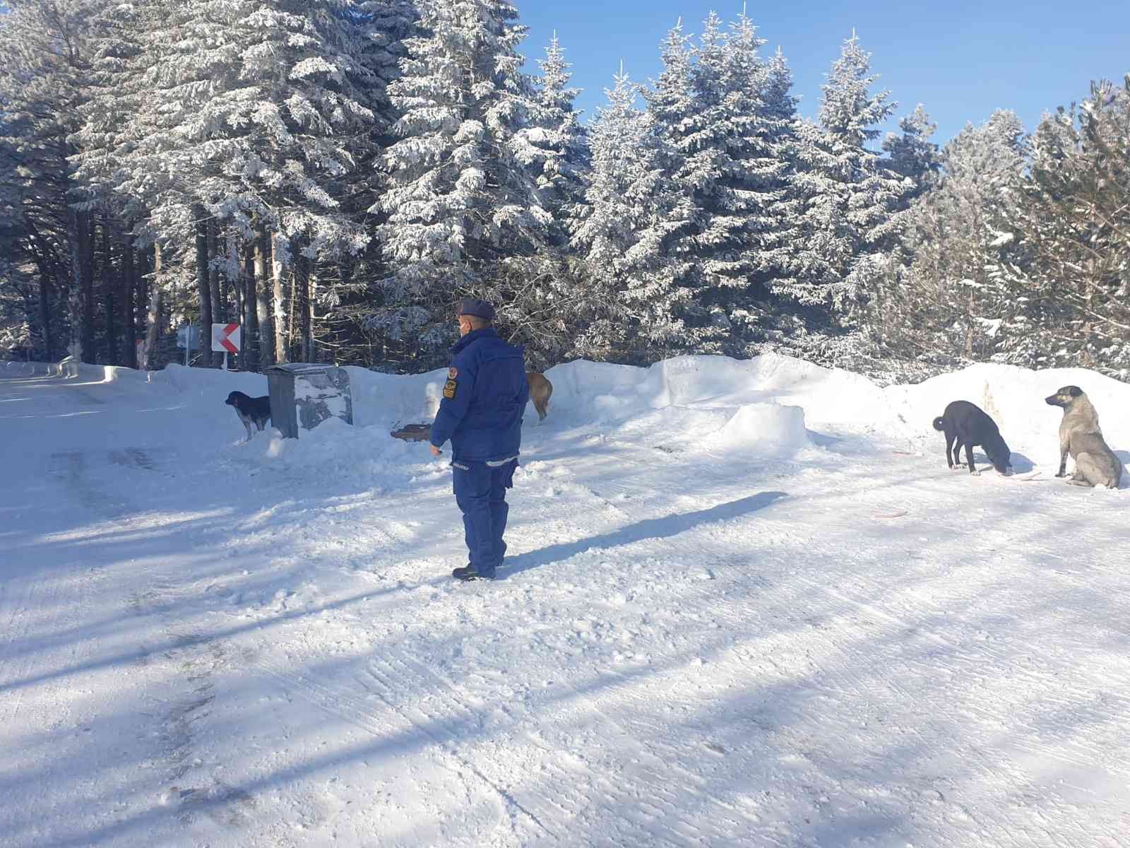 Jandarma ekipleri, kar kalınlığının 2 metreyi aştığı kış turizminin önemli merkezlerinden Uludağ’da aç kalan köpekleri elleriyle besledi. Uludağ ...