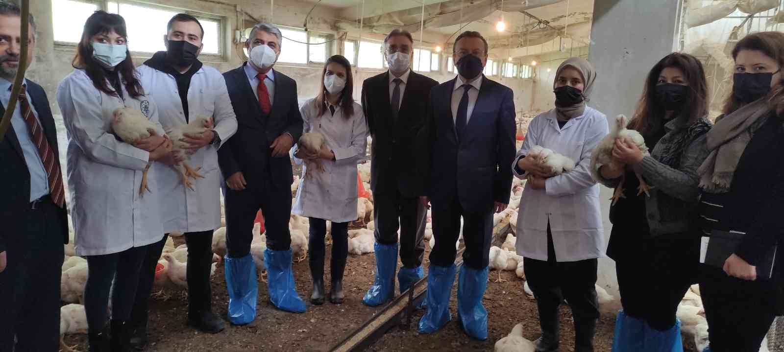 Bursa Uludağ Üniversitesi Hastavuk’la işbirliği yaparak köy tavuğu üretimine başladı. Dünya’da tavuk eti tüketimi bakımından 10’uncu sırada olan ...