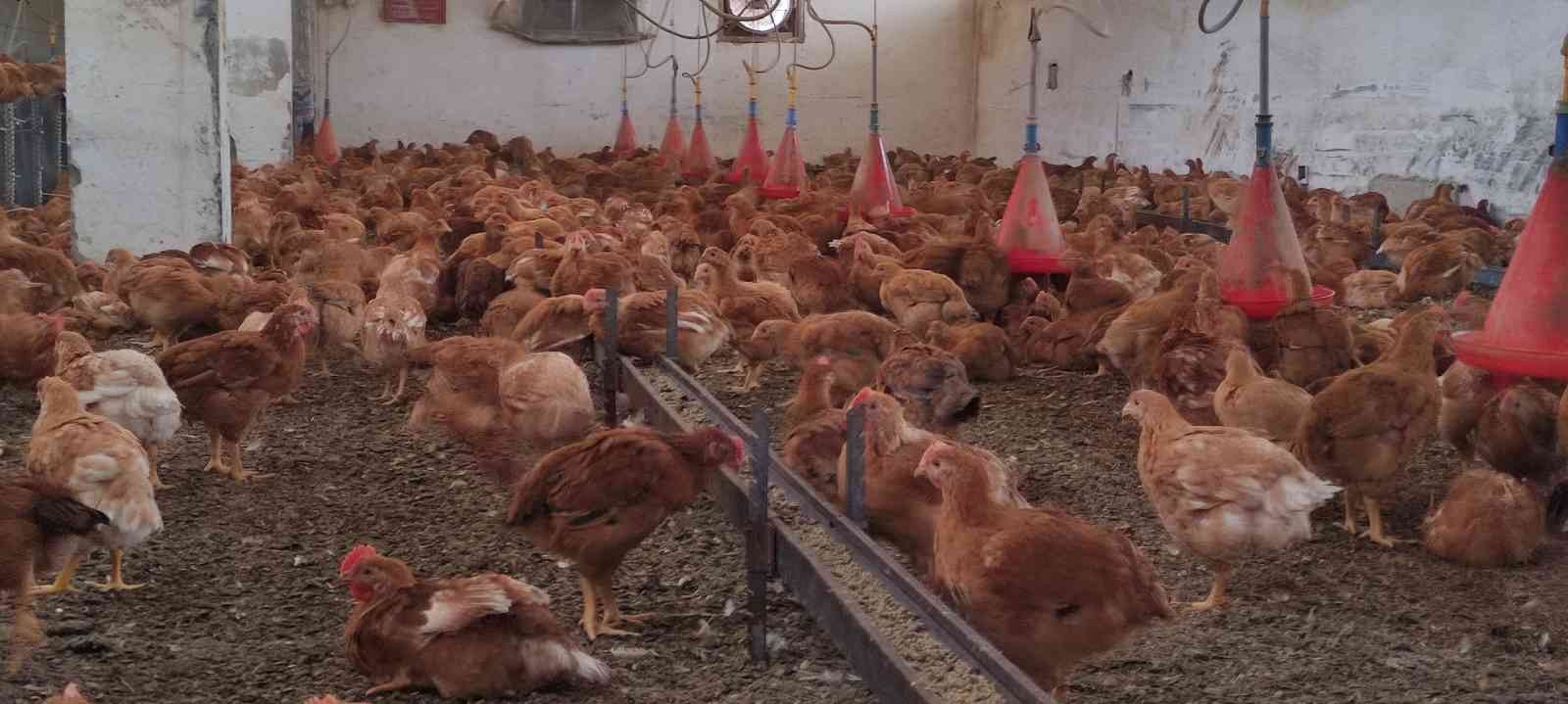 Bursa Uludağ Üniversitesi Hastavuk’la işbirliği yaparak köy tavuğu üretimine başladı. Dünya’da tavuk eti tüketimi bakımından 10’uncu sırada olan ...