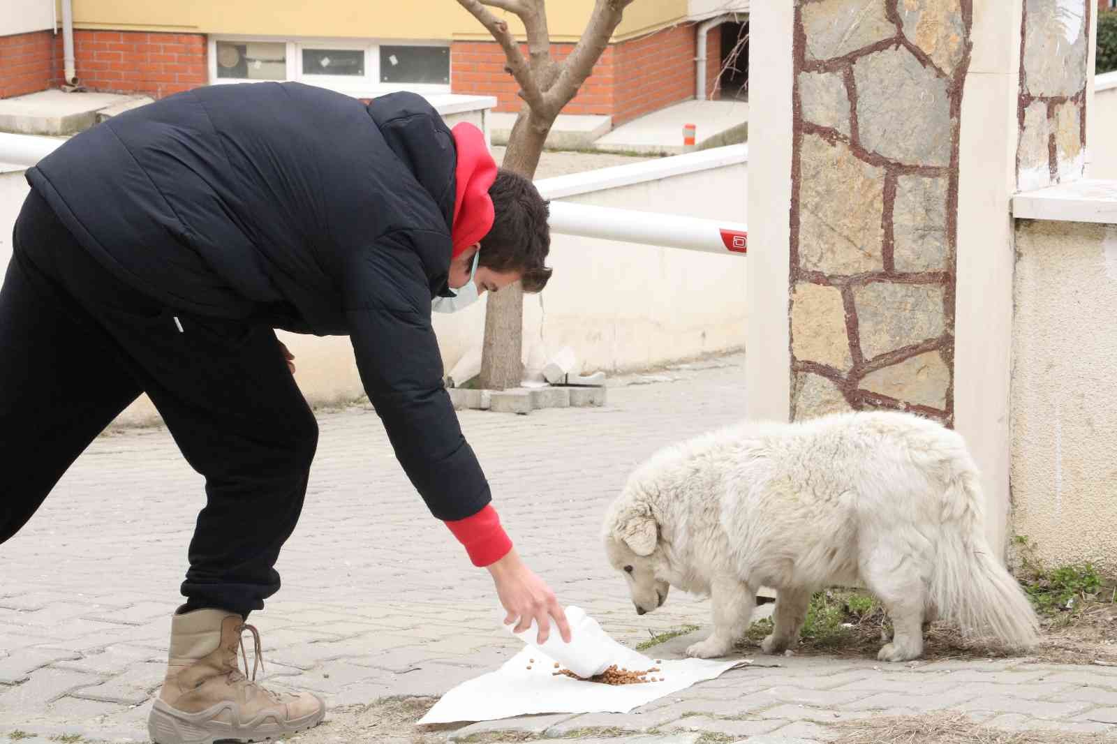 Edirne’de bir apartmanın bahçesinde ve cadde üzerinde bulunan sokak hayvanlarının beslendiği su ile mama kapları çalındı. Kabın içerisinde ...