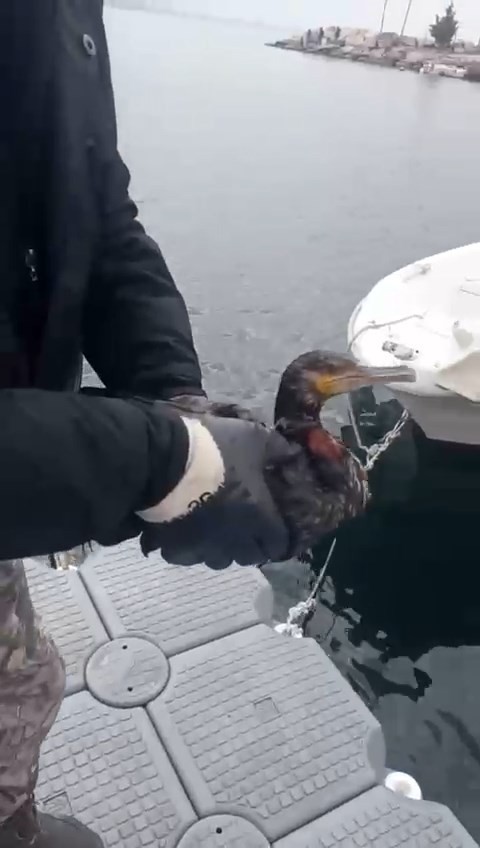 Bursa’da balıkçılar tarafından yaralı halde bulunan karabatak, veterinere teslim edildi. Tedavisinin ardından sağlığına kavuşan karabatak, tekrar ...