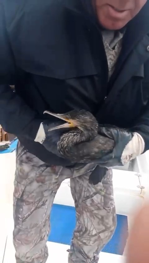 Bursa’da balıkçılar tarafından yaralı halde bulunan karabatak, veterinere teslim edildi. Tedavisinin ardından sağlığına kavuşan karabatak, tekrar ...