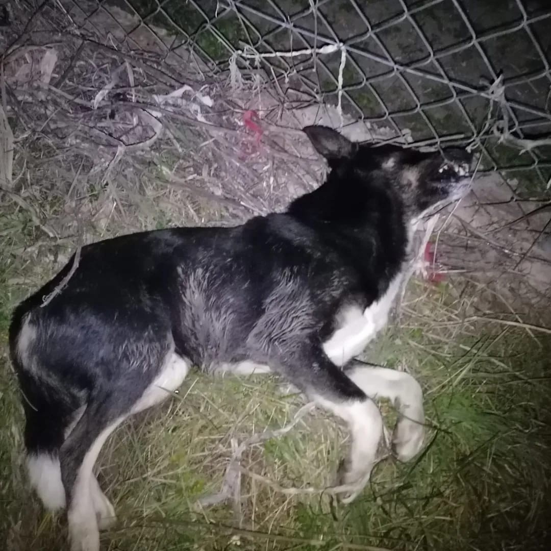 Bursa’nın Mudanya ilçesinde 15 gün arayla 30 köpeğin zehirlenerek öldürülmesi hayvanseverleri ayağa kaldırdı. Zehirlenen yavru köpeklerin nefes ...