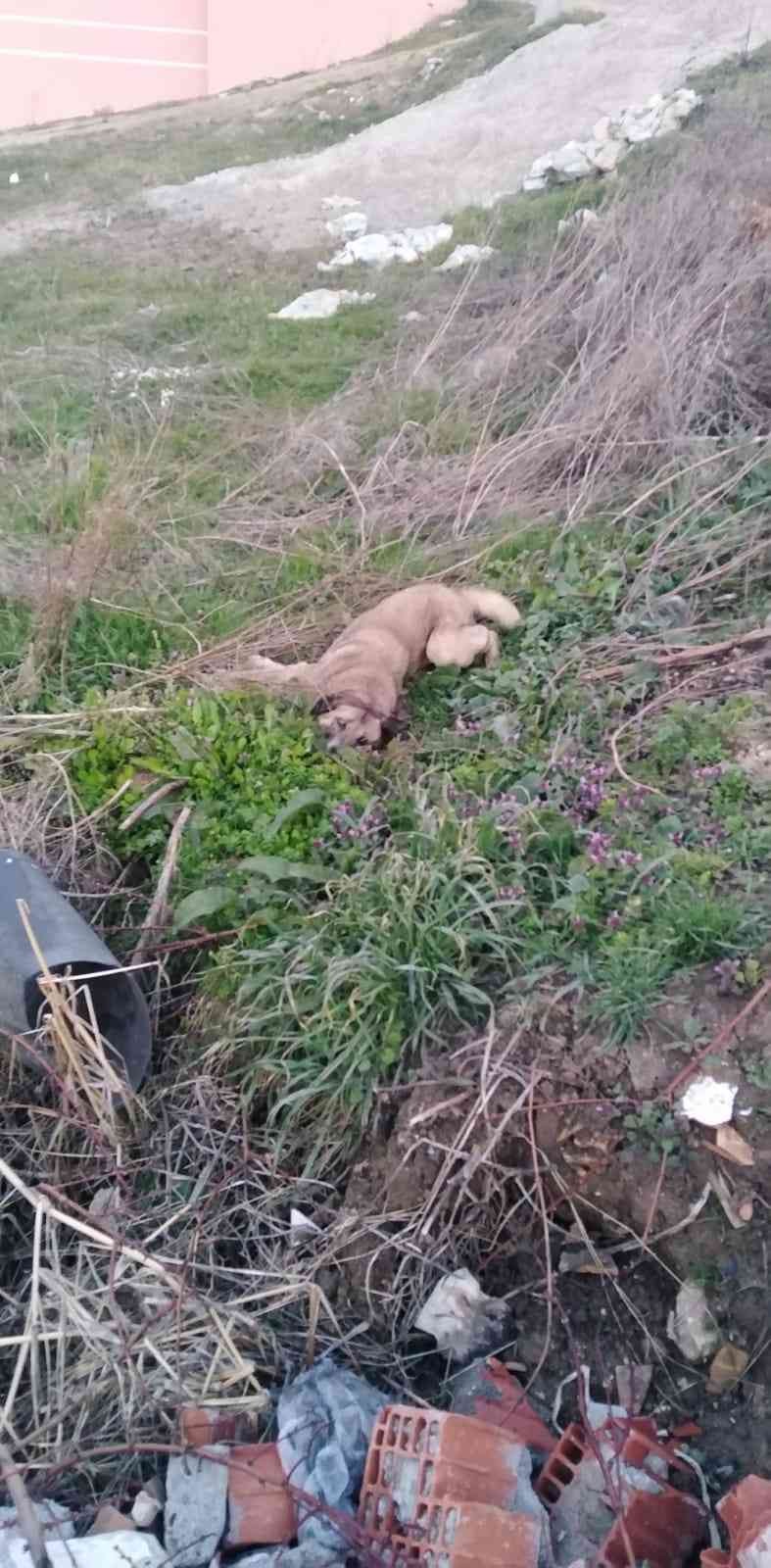 Bursa’nın Mudanya ilçesinde 15 gün arayla 30 köpeğin zehirlenerek öldürülmesi hayvanseverleri ayağa kaldırdı. Zehirlenen yavru köpeklerin nefes ...