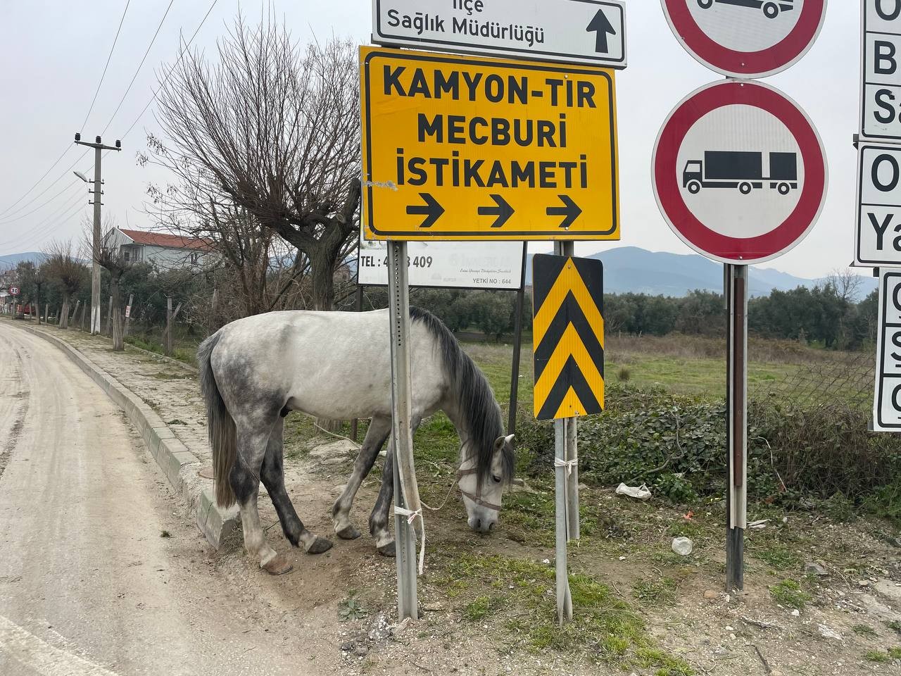 Bursa’nın İznik ilçesinde yol ortasında bağlanan atı görenler şok oldu. Bursa’da insanı şoke eden görüntüler İznik ilçesinde kaydedildi. İznik ...