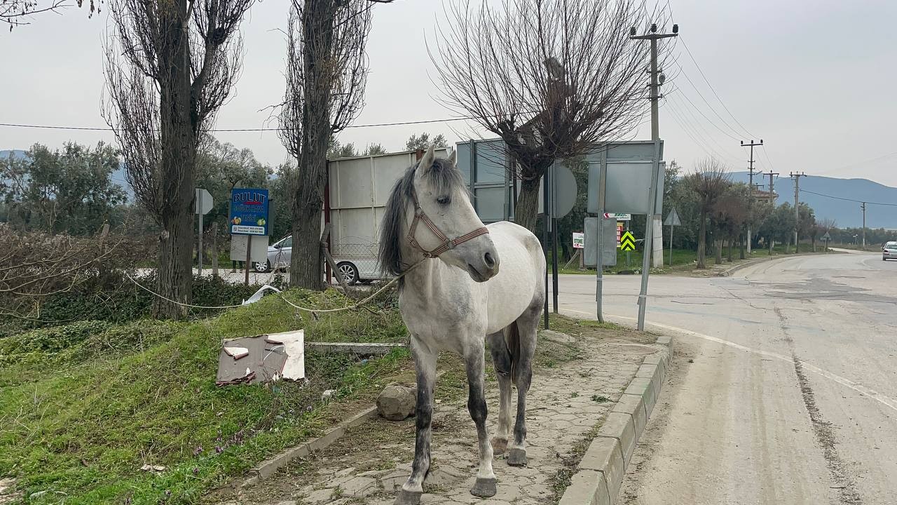 Bursa’nın İznik ilçesinde yol ortasında bağlanan atı görenler şok oldu. Bursa’da insanı şoke eden görüntüler İznik ilçesinde kaydedildi. İznik ...