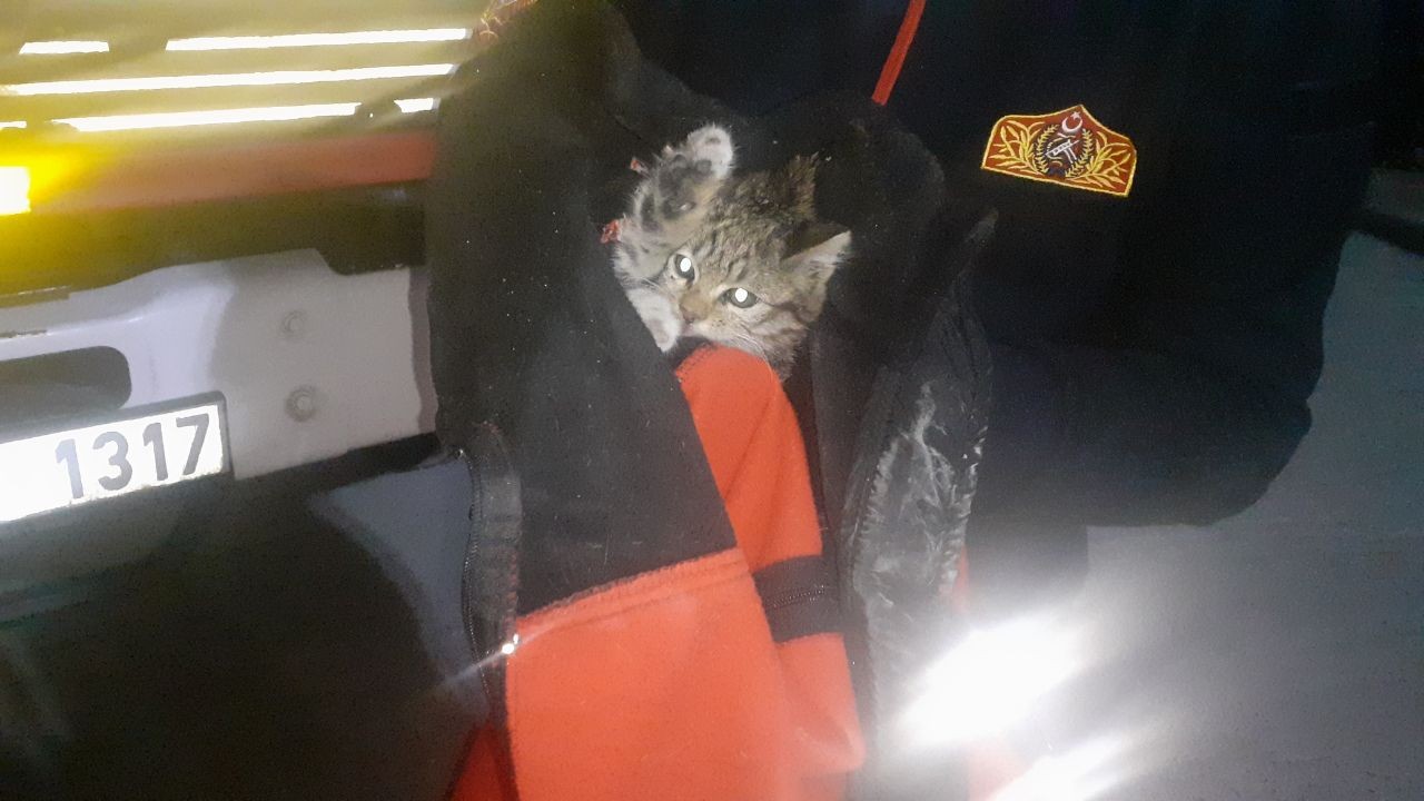 Kocaeli’nin Darıca ilçesinde, otomobilin motor kısmına sıkışan yavru kedi, İtfaiye tarafından kurtarıldı. Olay, Kocaeli’nin Darıca ilçesi ...