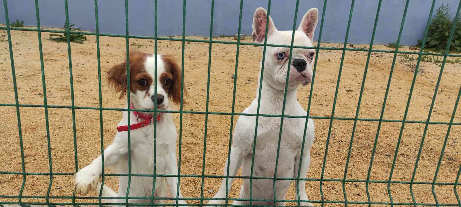 Bursa’da hizmet veren köpek otelleri bayram öncesi doldu. Bayramda tatile çıkacak köpek sahipleri, köpeklerini güvenilir bir yere bırakmak için ...