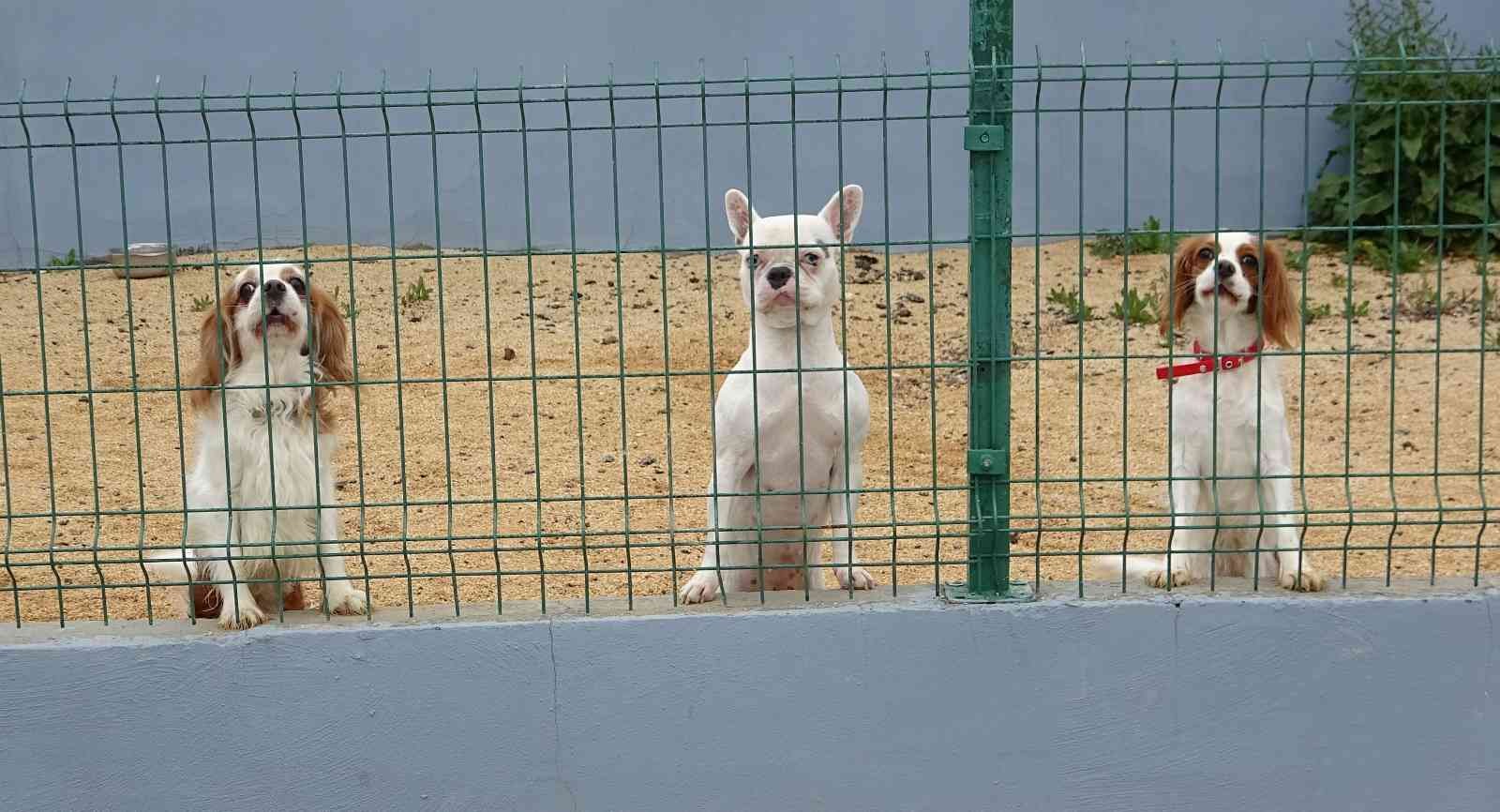 Bursa’da hizmet veren köpek otelleri bayram öncesi doldu. Bayramda tatile çıkacak köpek sahipleri, köpeklerini güvenilir bir yere bırakmak için ...