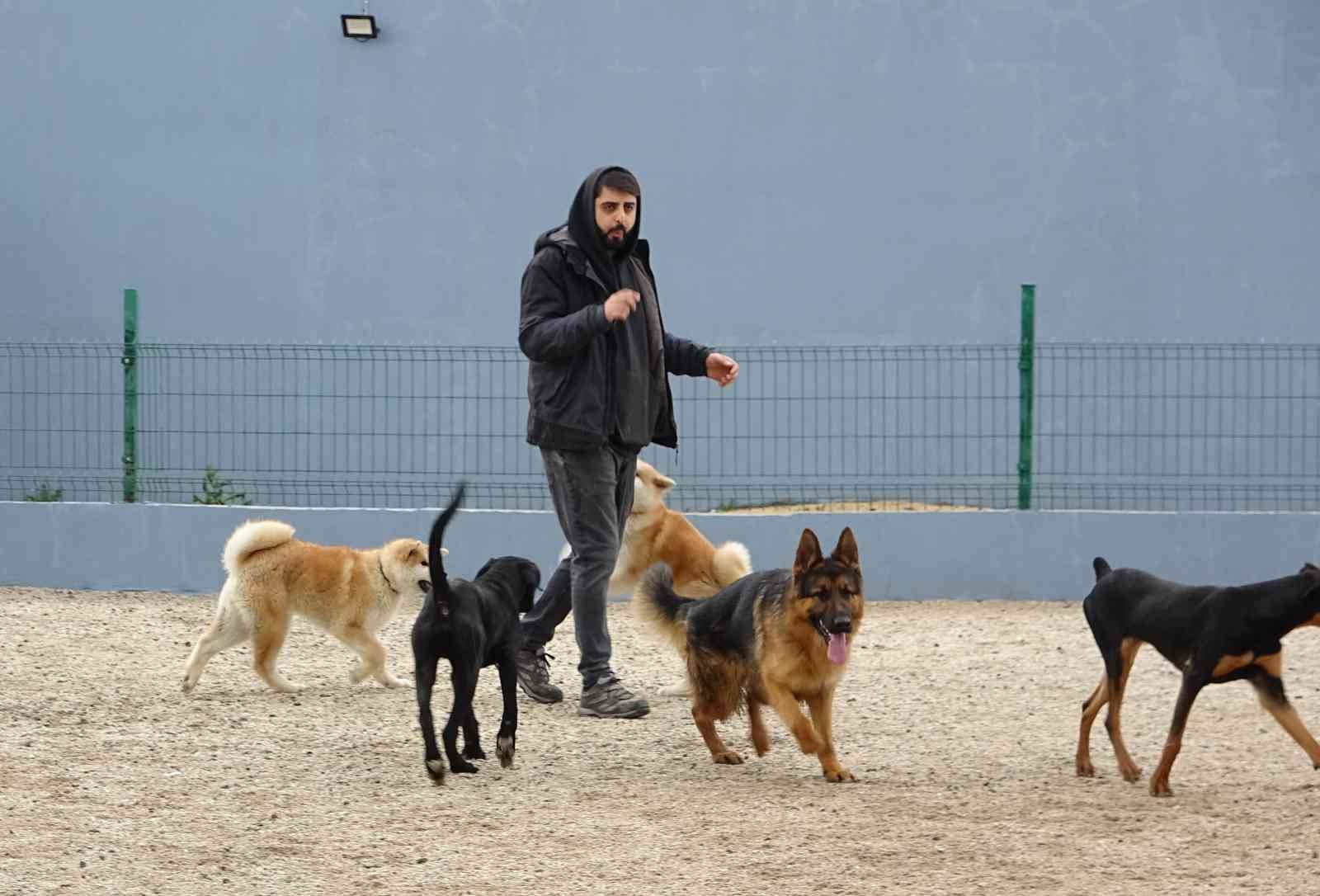 Bursa’da hizmet veren köpek otelleri bayram öncesi doldu. Bayramda tatile çıkacak köpek sahipleri, köpeklerini güvenilir bir yere bırakmak için ...