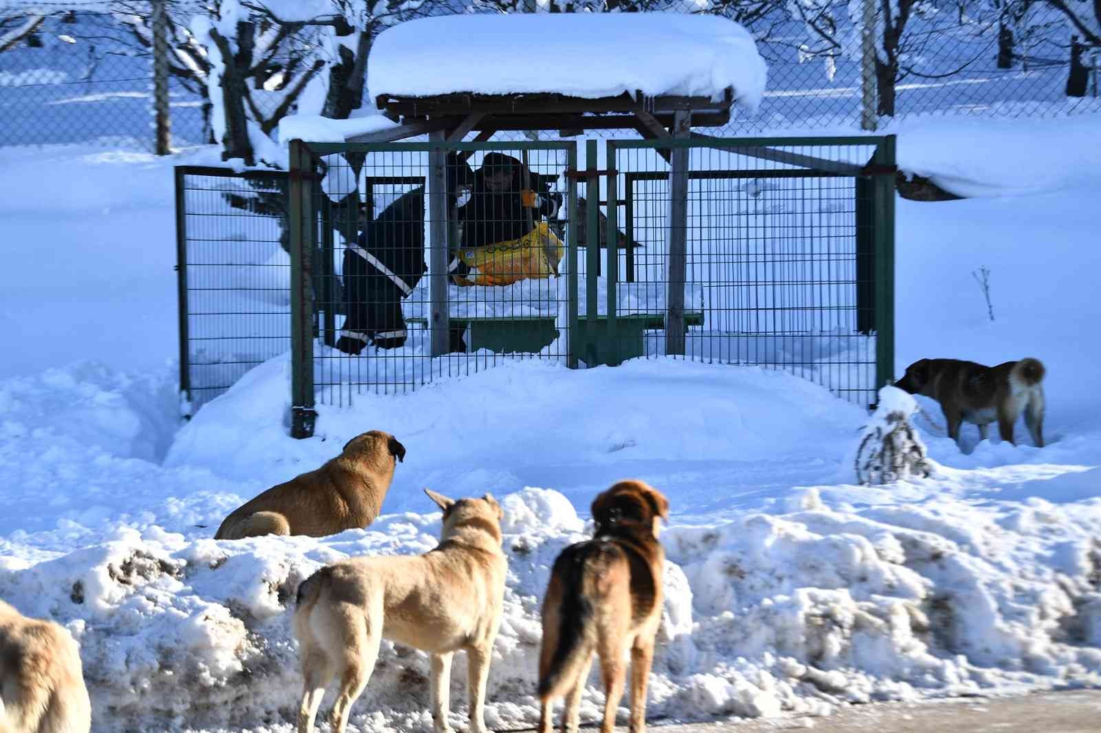 Bursa Veteriner Hekimler Odası Yönetim Kurulu Üyesi Melike Baysal, Bursa’da 200 binden fazla sokakta yaşayan hayvan olduğunu açıkladı Melike ...