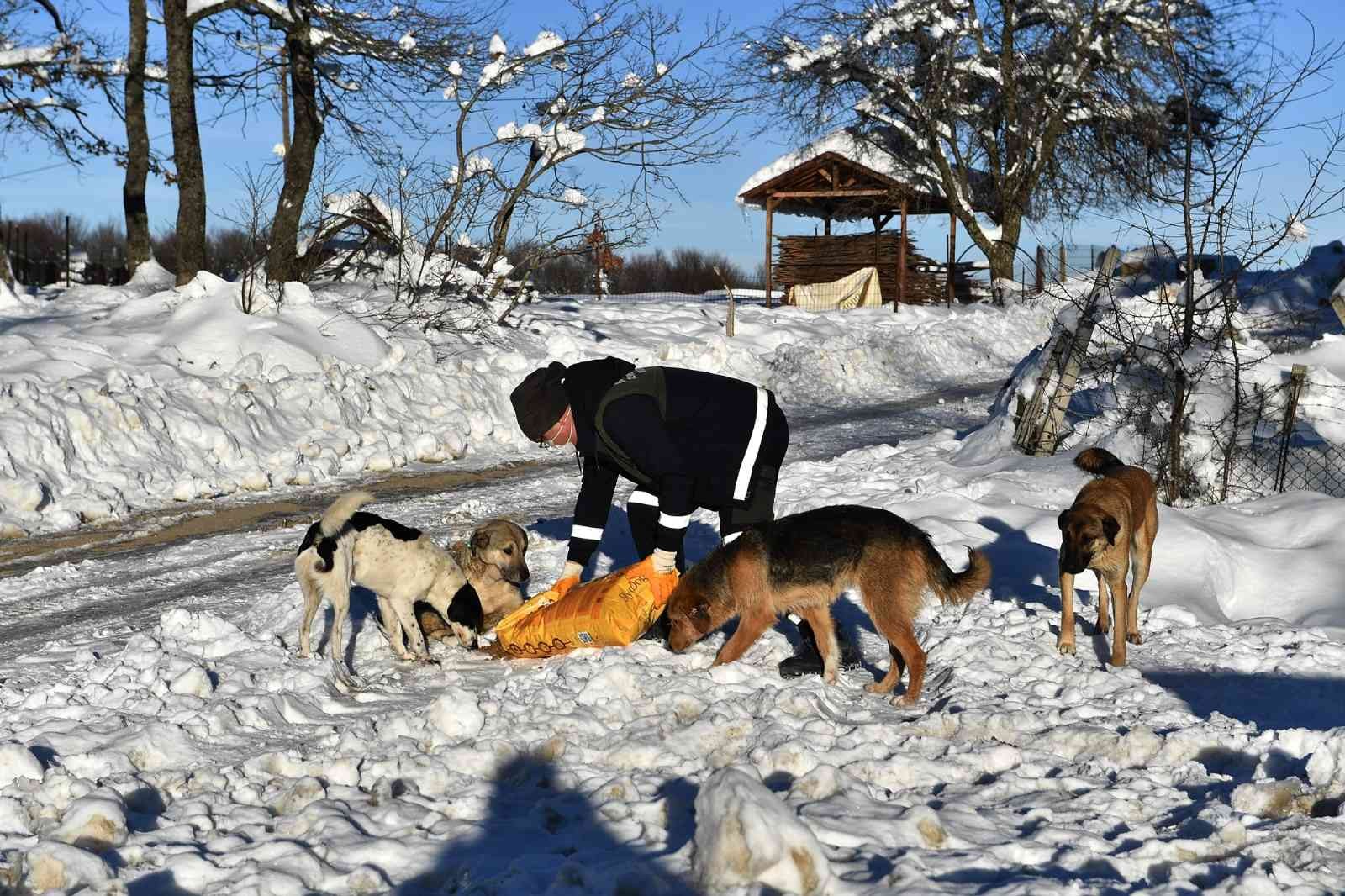 Bursa Veteriner Hekimler Odası Yönetim Kurulu Üyesi Melike Baysal, Bursa’da 200 binden fazla sokakta yaşayan hayvan olduğunu açıkladı Melike ...