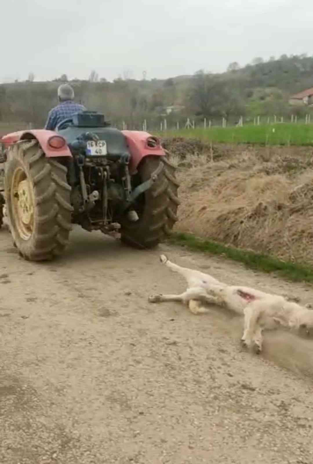 Bursa’nın İnegöl ilçesi kırsal Şehitler Mahallesinde meydana gelen olayda Rauf Halil B.(60), tavuklarını yediğini iddia ettiği hamile olan köpeği ...