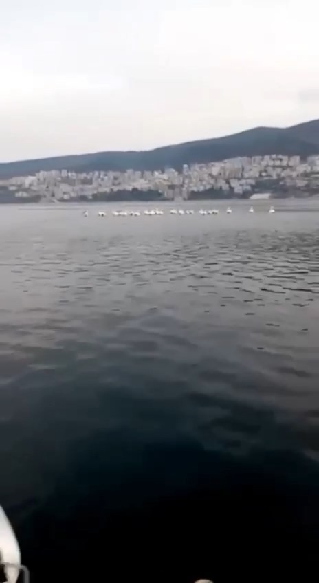 Gemlik’te sabah balığa çıkan Serdar Döner ve Adnan Balı pelikan sürüsüne denk geldi. İki balıkçı o anları cep telefonuyla kayıt altına aldı. Bir ...